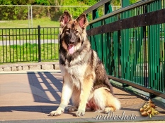cybil