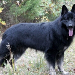 2012-joey-102212