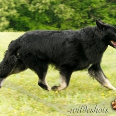 wildeshots-050512_0556