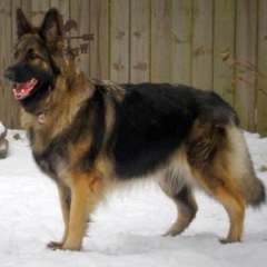 2013-rcs-maggie-1208