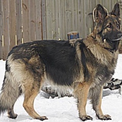 2013-rcs-maggie-1213