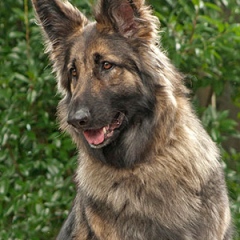 2013-rcs-maggie-lauriee1