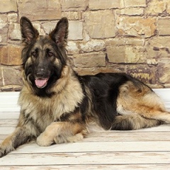2015-RCS-maggie_LE2010