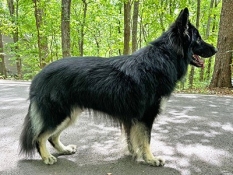 levi
