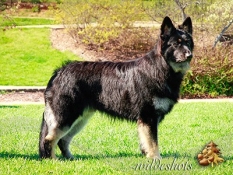 bear
