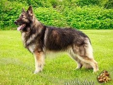 logan