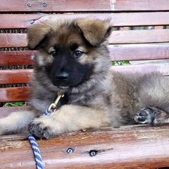 2015-0723-talley