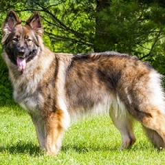 2017-0602-talley